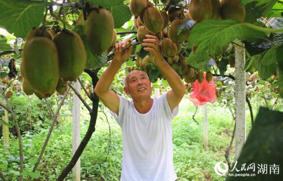 “農(nóng)民專家”丁清清在果園里采摘,。 人民網(wǎng)記者 劉賓攝