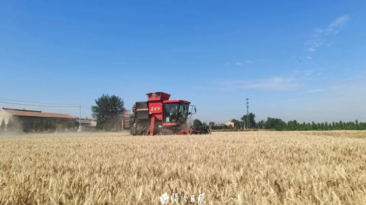 臨汾294.67萬畝小麥，迎來豐收季,！