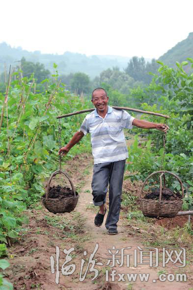 農(nóng)民把生態(tài)肥運(yùn)往菜園,。 