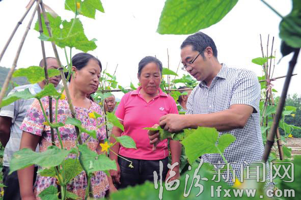 農(nóng)業(yè)技術(shù)人員給菜農(nóng)講解蔬菜的病蟲防治,。 