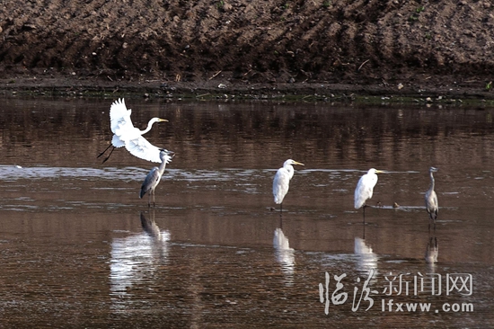 又見水鳥“嬉”汾河