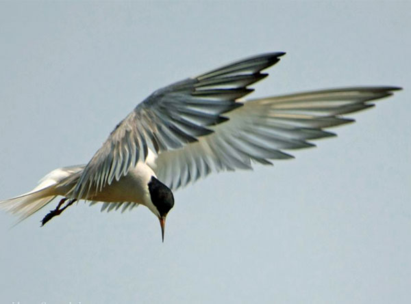 野生鳥(niǎo)類 